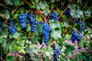 Grape clusters