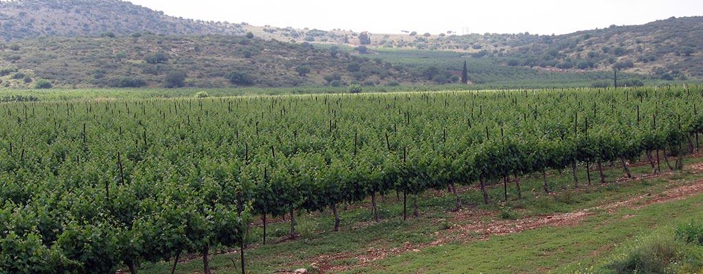 Barkan Winery