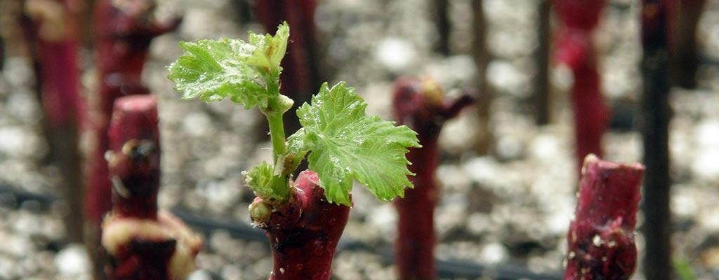 Barkan Winery